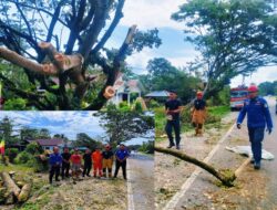 Pohon Tumbang Di Trans Sulawesi, Rescue Pemadam Kebakaran dan Penyelamatan Posdam Tomoni Timur Gerak Cepat