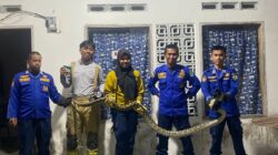 Pos Damkar Burau Berhasil Evakuasi Ular Piton di Pemukiman Warga