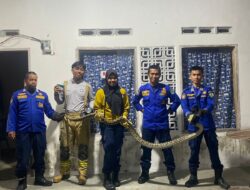 Pos Damkar Burau Berhasil Evakuasi Ular Piton di Pemukiman Warga