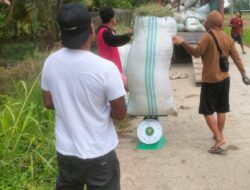 DISINYALIR OKNUM PPL DESA NON-BLOK KALAENA LIBATKAN “MAKELAR” DALAM PEMBELIAN GABAH DI BAWAH HPP PETANI MERASA DIRUGIKAN