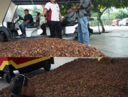 Kampung Coklat Blitar Jadi Contoh Pengembangan Potensi Kakao Berbasis Wisata di Luwu Timur