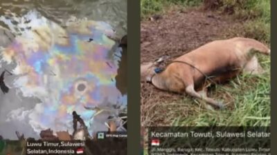 TERNAK WARGA MATI ! JKM TOWUTI  MENDESAK PT VALE: TUNTASKAN PENCEMARAN LINGKUNGAN AKIBAT TUMPAHAN MINYAK