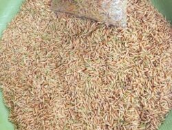 Bulog Mangkutana Imbau Petani Luwu Timur Tidak Terburu-Buru Panen Padi