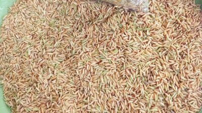 Bulog Mangkutana Imbau Petani Luwu Timur Tidak Terburu-Buru Panen Padi