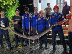 Petugas Damkar Tomoni Berhasil Evakuasi Ular Piton di Desa Sumber Alam