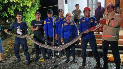 Petugas Damkar Tomoni Berhasil Evakuasi Ular Piton di Desa Sumber Alam