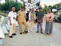 Bulog Palopo Monitoring Penyerapan Gabah di Kalaena, Tembus 300 Ton per Hari