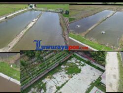 Pemdes Mulyasri Manfaatkan Dana Desa 2025 untuk Ketahanan Pangan Melalui Budidaya Ikan