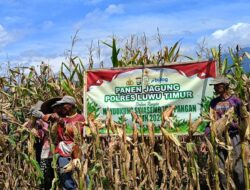 Polsek Mangkutana Gelar Panen Raya Jagung Serentak Kuartal I Tahun 2026