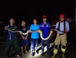 Petugas Damkar Posko Angkona Evakuasi Ular Sawah di Desa Tampinna