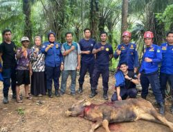Sapi Terperosok Kedalam Sumur di Desa Lagego, Berhasil Dievakuasi Tim Damkar