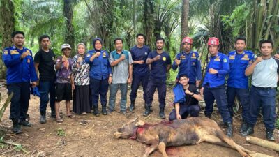 Sapi Terperosok Kedalam Sumur di Desa Lagego, Berhasil Dievakuasi Tim Damkar