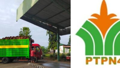 Petani Lagego Kecewa, TBS Ditolak PTPN IV Burau