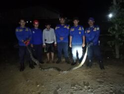 Damkar Pos Burau Evakuasi Dua Ular Piton dalam Semalam
