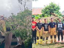 Tim Damkar Tomoni dan Tomoni Timur Evakuasi Pohon Tumbang di SMA Negeri 8 Luwu Timur