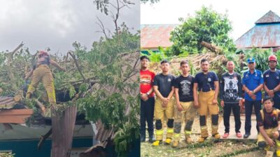 Tim Damkar Tomoni dan Tomoni Timur Evakuasi Pohon Tumbang di SMA Negeri 8 Luwu Timur