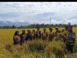Pemdes Sindu Agung Gelar Panen Perdana di Poktan Tempur Sari 4, Potensi Hasil Capai 7,8 Ton/Ha