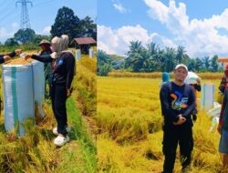 Imbauan Bupati Luwu Timur Berbuah Manis, Harga Padi di Lambara Harapan Capai Rp7.000/Kg