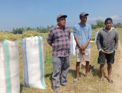 Perhatian Bupati Luwu Timur Dinilai Dorong Stabilitas Harga Komoditas, Kades Mulyasri Turun Cek Langsung di BK 12