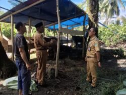 Camat Angkona Pantau Kondisi Hewan Kurban di Desa-Desa Jelang Iduladha