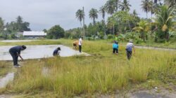 Semangat Gotong Royong dalam Jum’at Bersih Juara dan Penyaluran BLT-DD Triwulan I Desa Lakawali