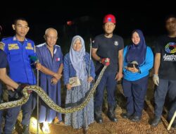 Tim Damkar Luwu Timur Evakuasi Ular Sawah di Desa Ussu, Situasi Aman Terkendali