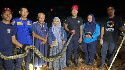 Tim Damkar Luwu Timur Evakuasi Ular Sawah di Desa Ussu, Situasi Aman Terkendali