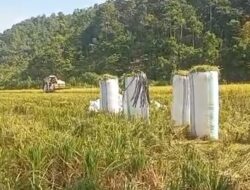 Harga Gabah di Desa Alam Buana Capai Rp7.100 per Kilogram
