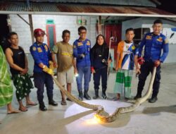 Respon Cepat Laporan 112, Damkar Wotu Evakuasi Ular Piton di Desa Bawalipu