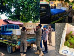 Puluhan Tabung LPG Subsidi Disembunyikan dalam Gabus Ikan, Terduga Pelaku Diamankan
