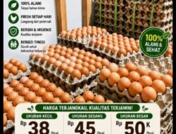BUMDes Sehati Desa Bonepute Pasarkan Telur Ayam Segar Berkualitas dengan Harga Terjangkau