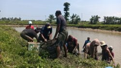 BUMDes Sidomakmur Mulyasri Panen 6 Ton Ikan Nila Setiap Tiga Bulan