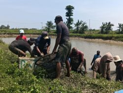 BUMDes Sidomakmur Mulyasri Panen 6 Ton Ikan Nila Setiap Tiga Bulan