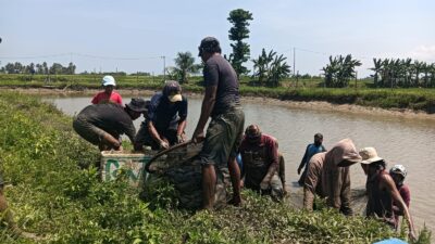 BUMDes Sidomakmur Mulyasri Panen 6 Ton Ikan Nila Setiap Tiga Bulan