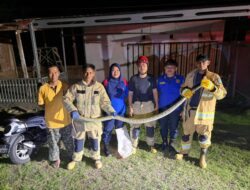 Gerak Cepat Damkar Burau Tangani Ular di Lauwo, Warga Beri Apresiasi