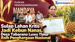 Sulap Lahan Kritis Jadi Kebun Nanas, Desa Tabarano Luwu Timur Raih Penghargaan Nasional