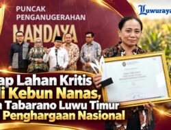 Sulap Lahan Kritis Jadi Kebun Nanas, Desa Tabarano Luwu Timur Raih Penghargaan Nasional