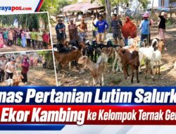 Dinas Pertanian Lutim Salurkan 60 Ekor Kambing ke Kelompok Ternak Gemilang