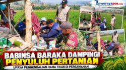 ‎Babinsa Koramil 1419-03/Baraka Dampingi Penyuluh Pertanian dalam Upaya Pengendalian Hama Tikus di Persawahan