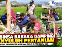 ‎Babinsa Koramil 1419-03/Baraka Dampingi Penyuluh Pertanian dalam Upaya Pengendalian Hama Tikus di Persawahan