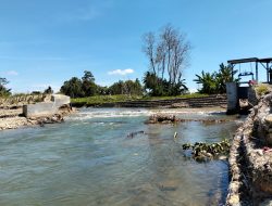 NAHAS RIBUAN HEKTAR SAWAH MILIK PETANI DI 3 DESA KEC.BURAU LUWU TIMUR GAGAL TANAM AWAL 2025 (?)