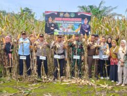Panen Jagung Serentak, Program Ketahanan Pangan Polda Sulsel
