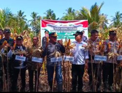 Panen Raya Jagung Serentak Tahap Pertama Di Wilayah Hukum Polsubsektor Angkona Polres Luwu Timur