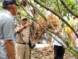 Desa Kele’i Poso Belajar Sambung Pucuk Kakao dan Durian di Panca Karsa, Luwu Timur