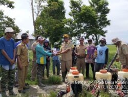 Gerakan Pengendalian Hama Penggerek Batang Digelar di Desa Kalatiri