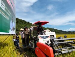 KEJAKSAAN NEGRI LUWU TIMUR, PERUM BULOG DAN PEMERINTAH KABUPATEN LUWU TIMUR, GELAR PANEN RAYA DAN PENJUALAN GABAH HASIL PANEN