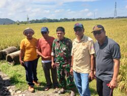 TNI dan Pemda Bersinergi Sambut Panen Raya dan Kunjungan Menteri Pertanian di Tomoni Timur