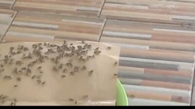Invasi Lalat Bikin Resah Masyarakat karondang, Pemerintah Desa Diharapkan Bertindak Tegas