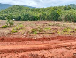 Tragis ! Penggusuran Paksa Tanaman Kelapa Sawit Yang PRODUKTIF Oleh oknum Yang Diduga Kades Di Mangkutana
