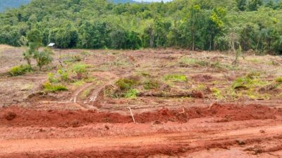 Tragis ! Penggusuran Paksa Tanaman Kelapa Sawit Yang PRODUKTIF Oleh oknum Yang Diduga Kades Di Mangkutana